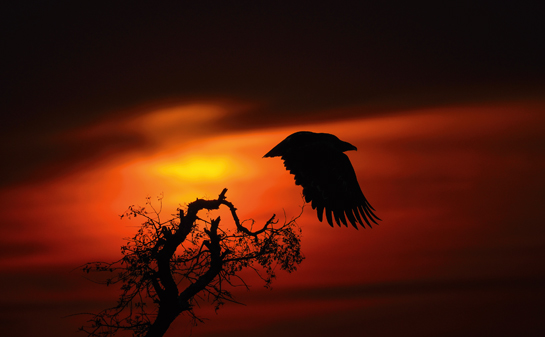 A regular winter visitor to the Indian subcontinent, the Steppe Eagle was uplisted from &acirc;Least Concern' to &acirc;Endangered' in the Red List of Threatened Species released by the International Union for Conservation of Nature (IUCN) in 2015.