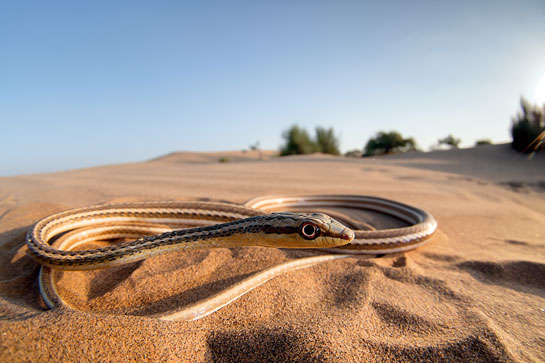 An Afro-Asian sand snake that had eluded the author for the longest time finally revealed itself to him in the Thar desert most unexpectedly.