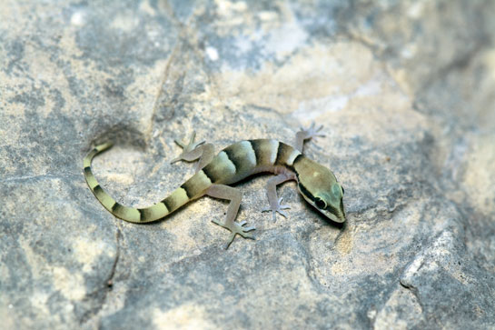 A striking Persian gecko Microgecko persicus euphorbiacola, photographed in the Thar, was first recorded here in 2009 by researcher Ishan Agarwal.