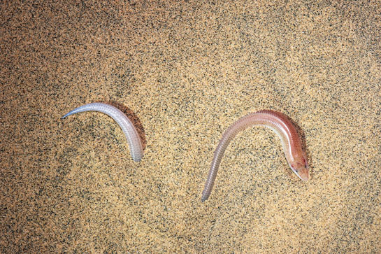 The seductive serpentine locomotion of the exquisite sandfish, which the author calls as &acirc;swimming &acirc;in the sand', leaves behind unmistakable trails in the dunes.