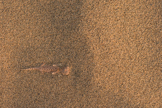The hard to spot, expert camouflager, the Laungwala toad-headed agama applies a special type of camouflage called crypsis or cryptic colouration, in which its behaviour and choice of background play key roles. The agama is capable of quite magically burying itself in loose sand with just a few bodily jerks.