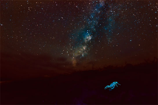 Large parts of the Thar or Great Indian Desert's faunal diversity lies unexplored and under-appreciated. Exploration, research and photography will help redeem this fragile ecosystem.