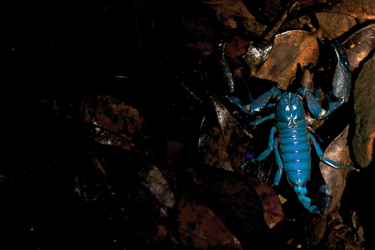 Scorpion