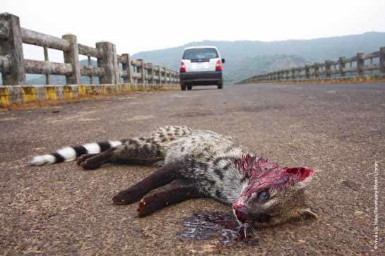 Small Indian Civet