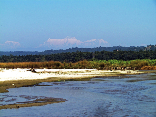 The Valmiki Tiger Reserve, easternmost limit, of the Siwalik - Gangetic landscape is home to gaur, tigers, leopards, wild dogs, and sloth bears.. WTI's work on tiger conservation in this landscape includes a habitat improvement component that benefits the biodiversity of the parks.