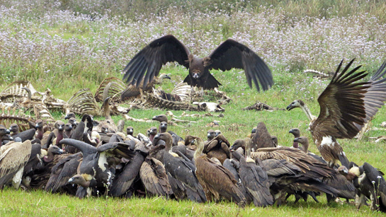 Vultures feeding on cattle carcass.