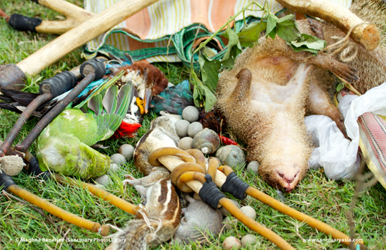 A plethora of hunting weapons, along with the &acirc;spoils of the hunt' - Rose-ringed Parakeet, Lesser Golden-backed Woodpecker, White-throated Kingfisher, Indian palm squirrel and Indian gray mongoose.