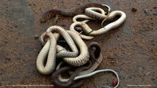 A dead golden monitor lizard and a number of dead snakes seen by the PUBLIC team at the Panskura Railway Station.