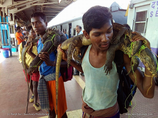 Hunters at Panskura Railway Station, displaying their catch - monitor lizards, which are protected under Schedule I of the Wild Life Protection Act, 1973.