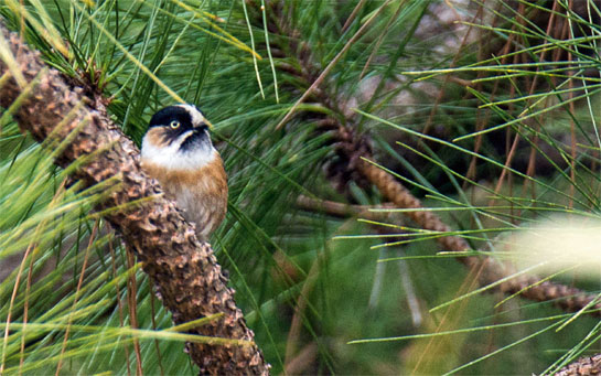 The vegetation in the region is largely coniferous, and is favoured by the Black-browed Bushtit.