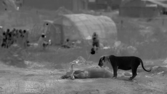 Thermal cameras were able to capture this rare moment in the secret night lives of lions in the outskirts of Gir forest, Gujarat, where they have uniquely adapted to live in the presence of humans seen here in the background.