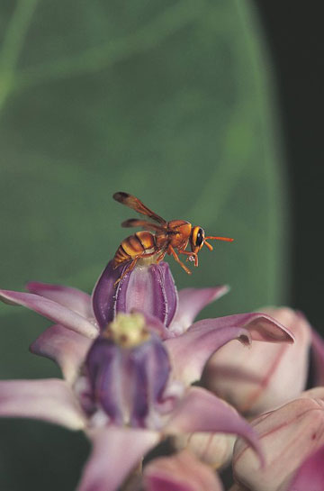 T.N.A. Perumal T.N.A. Perumal