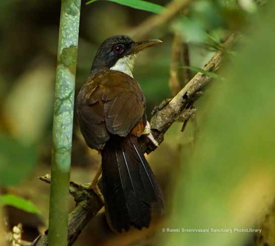 Wynaad Laughingthrush