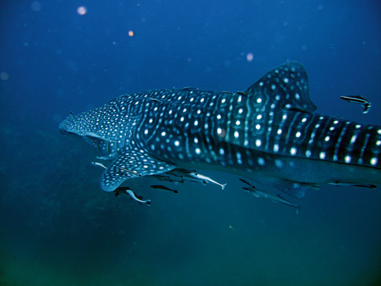 The distinctive pattern of light-coloured spots and stripes on the whale shark's back is just one among its many unique traits.