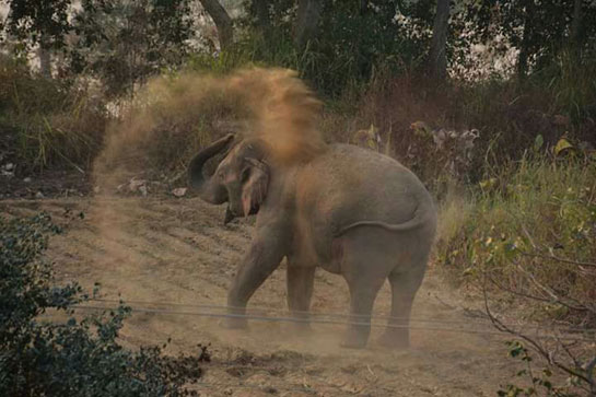 Human-elephant conflict has become a recurring problem in Chhattisgarh