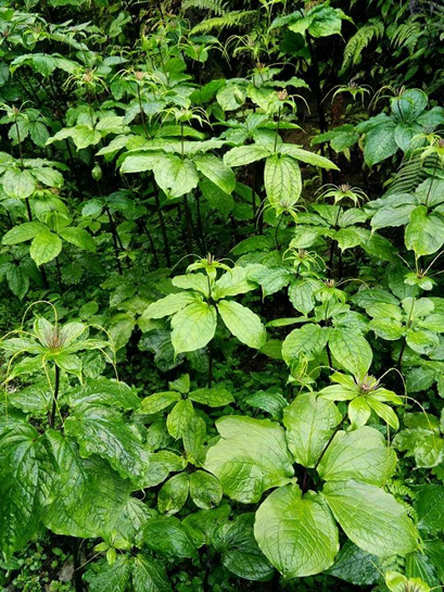 Paris polyphylla, locally known as Satuwa in parts of Arunachal Pradesh, is a medicinal herb that grows under the canopy of moist temperate forests. Known for its anti-cancer, anti-microbial, anti-oxidant, and anti-tumor properties, there has been an increasing demand for the herb in the Indian and international market over the last decade.