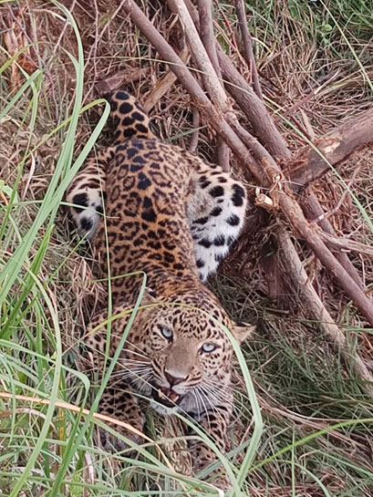 Leopard caught in wire fencing Leopard caught in wire fencing