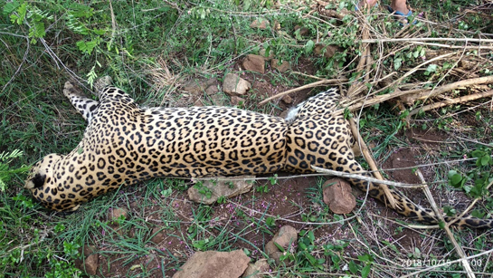 The young feline found trapped in a snare was fatally wounded.