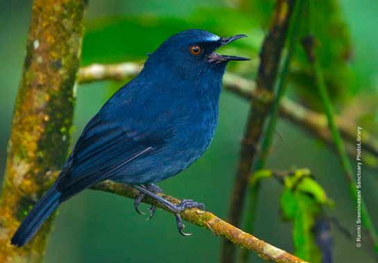 White-bellied Blue Robin