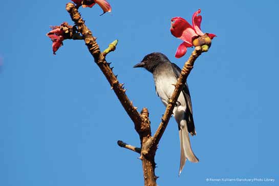 White-bellied Drongo