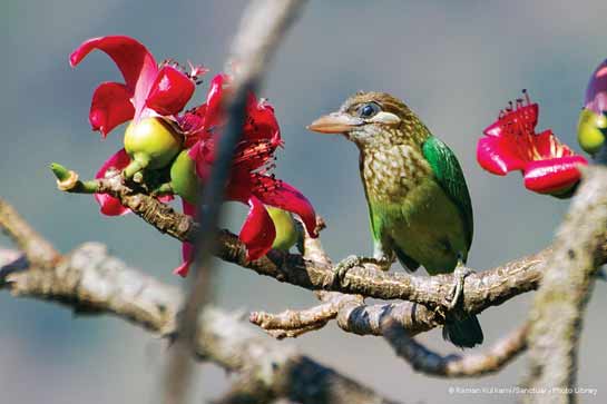 White-cheeked Barbet