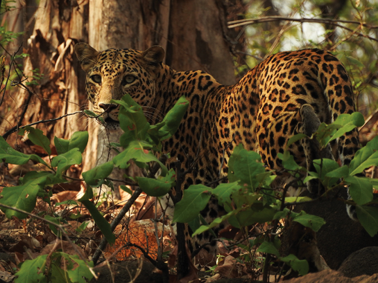 A wild female leopard gazes over her shoulder at the photographer.