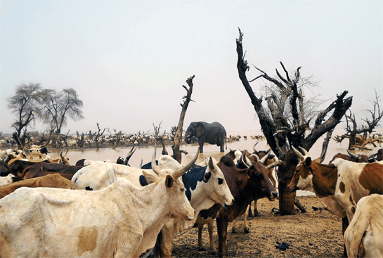 As poor rainfall and subsequent water scarcity cripple the landlocked African country of Mali, elephants are increasingly visiting watering holes near human settlements. The Mali Elephant Project, launched in 2007 by the WILD Foundation and the International Conservation Fund of Canada, is building systems that motivate local communities to protect forests while improving their own livelihoods.