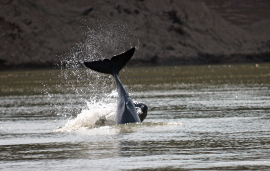 In a spectacular show of inter-species cooperation, when the dolphins find fish, they pitch their flukes above the surface to alert the fishermen.