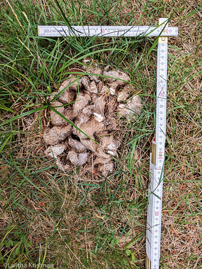 Scat signs such as these that the author came across during her expeditions in Germany help researchers determine wolf populations and understand their behaviour.