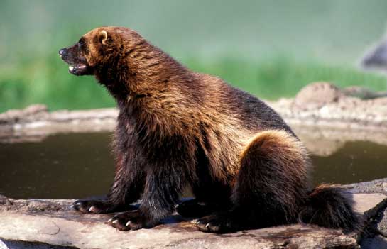 The short, stocky wolverine is protected from frost by its thick, dark, oily fur that has hydrophobic properties. Unfortunately, this has made it a prime candidate for tapping and hunting as its skin is popularly used for lining in parkas and jackets in Arctic regions.