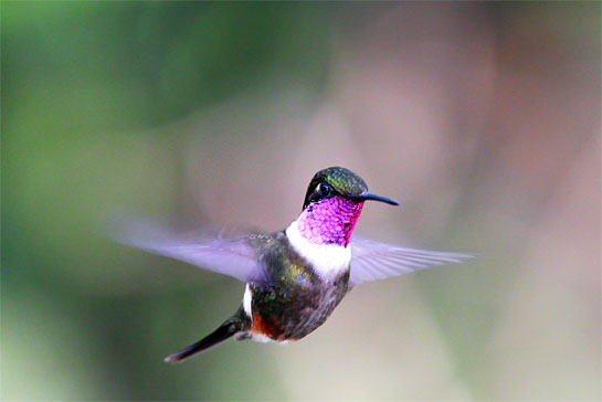 A Purple-throated Woodstar in Finca Alexandria in Colombia. Endemic to the Americas, hummingbirds are a huge attraction for bird lovers.