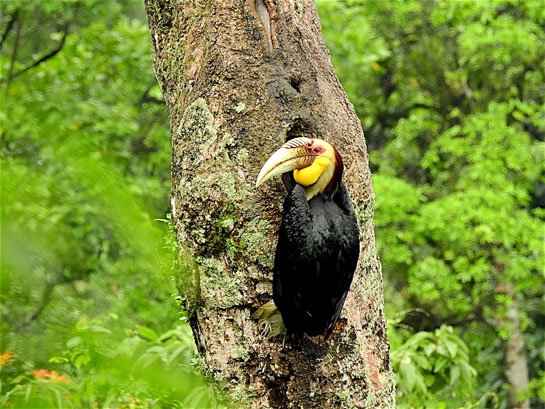 Pakke Jungle Camp with Help Tourism in Arunachal Pradesh