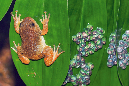 On hatching from the eggs, the tadpoles fall into the waterbodies below them.