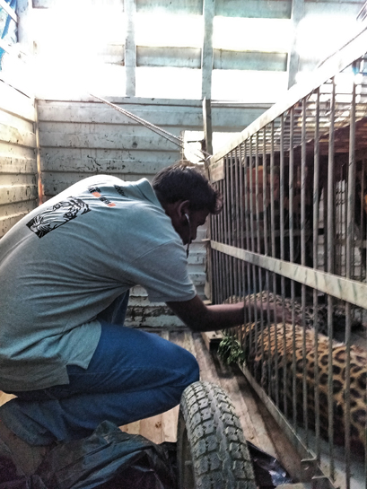 WTI's Dr Aaron Wesly checks the sedated leopard's heartbeat after the recent Meerut operation. The leopard was initially placed in a cage and rushed onto a truck for possible wild release. WTI's Dr Aaron Wesly checks the sedated leopard's heartbeat after the recent Meerut operation. The leopard was initially placed in a cage and rushed onto a truck for possible wild release.