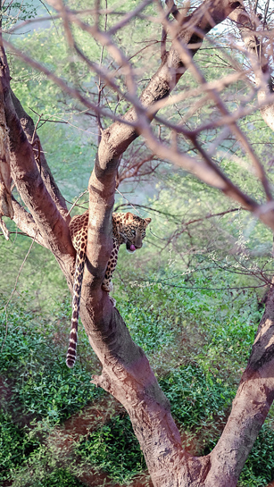 The Jhalana Reserve Forest in Jaipur is famous for its rich breeding population of leopards. Sunil Mehta envisions a day when tigers will roam this forest once again. The Jhalana Reserve Forest in Jaipur is famous for its rich breeding population of leopards. Sunil Mehta envisions a day when tigers will roam this forest once again.