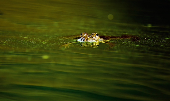 India's largest frog, the Indian bullfrog has invaded the Andaman islands. The species is notorious for its insatiable appetite.