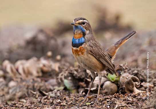 Bluethroat