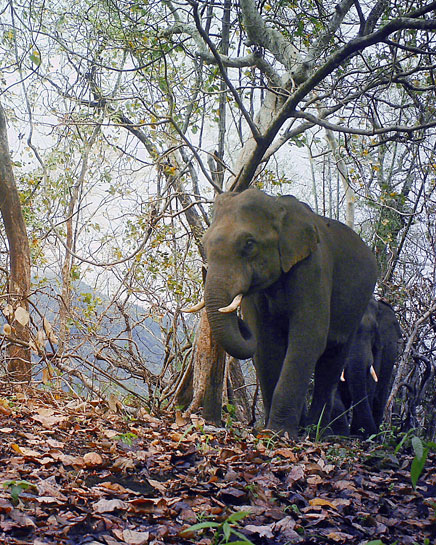 These two young bulls were captured on camera traps close to NH-208, which has impacted wildlife movement across the Ariyankavu gap. These two young bulls were captured on camera traps close to NH-208, which has impacted wildlife movement across the Ariyankavu gap.
