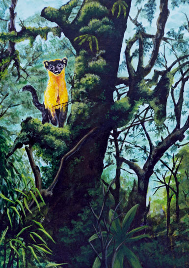 Within a dense canopy of moss-laden branches, a yellow-throated marten pauses a while before clambering in its typical exploratory gait. 8