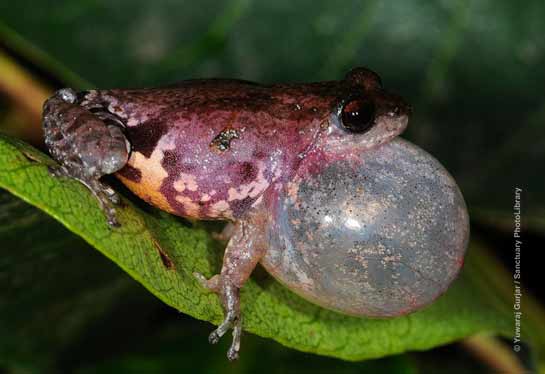 Bombay Bush Frog