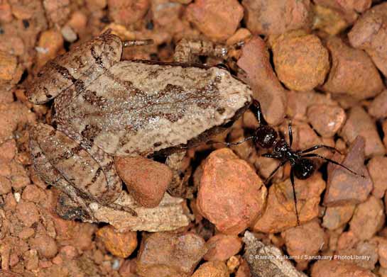 Ornate Narrow-mouthed Frog