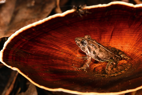 This Fejervarya sp. frog, wallowing in a temporary monsoon pool, formed inside a bracket fungi, was captured in Maharashtra's Phansad Wildlife Sanctuary by Yuwaraj Gurjar.