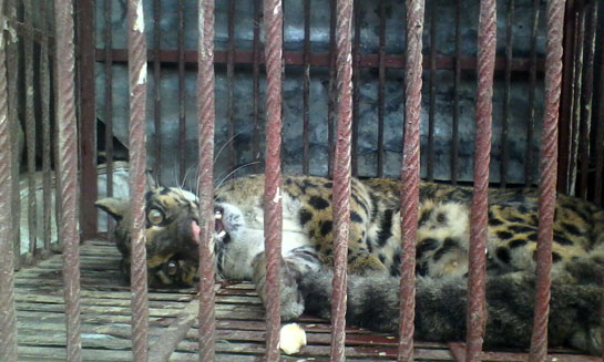 Rescue and Release of clouded leopard