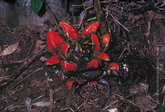 T.N.A. Perumal