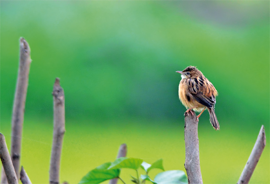 Zitting Cisticola