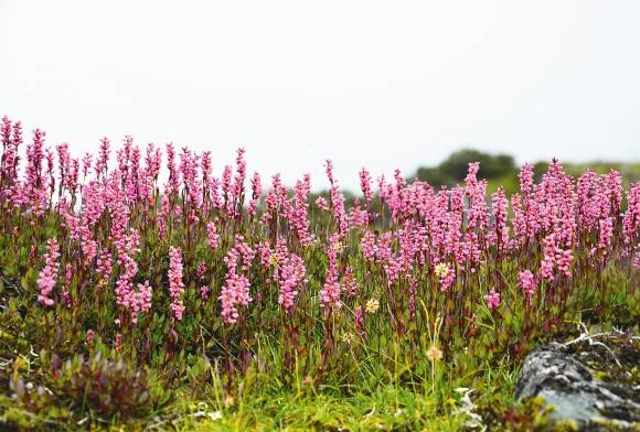 Bhagajang - A High-Altitude Wetland In Tawang