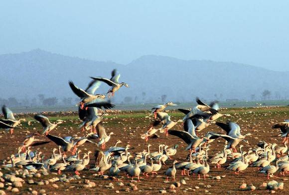 The Pong Dam Lake - A Birding Paradise