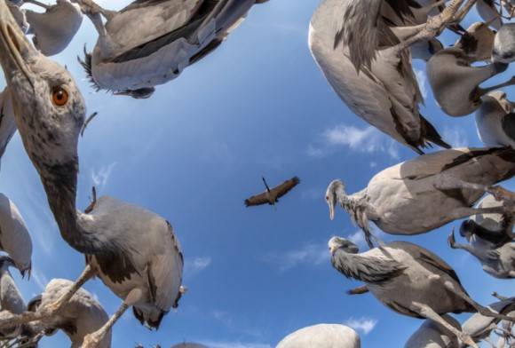 Wildlife Photo Awards 2019