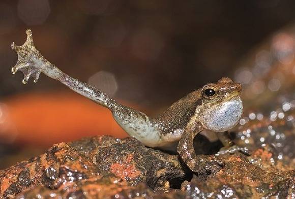 Dancing Frog Micrixalus Sp