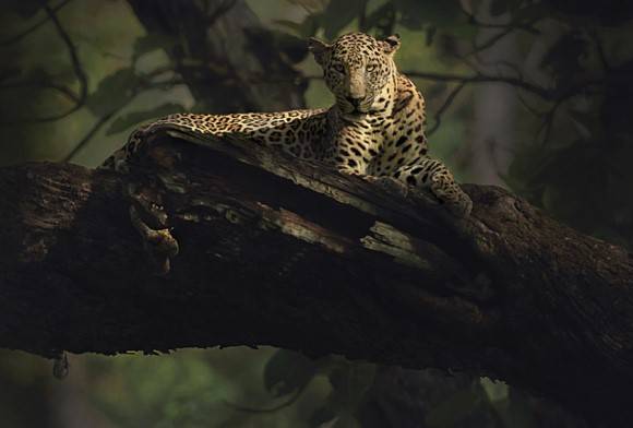 Dawn of the Leopard